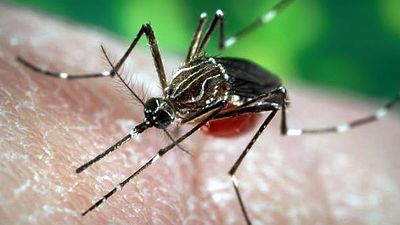 Aedes aegypti mosquito, a carrier of yellow fever, dengue, and dengue hemorrhagic fever.