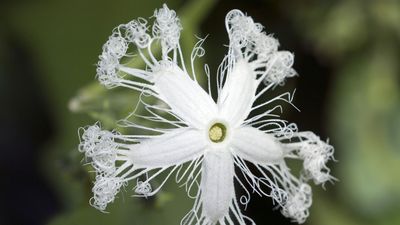 snake gourd flower