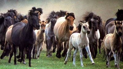 horse. herd of horses running, mammal, ponies, pony, feral