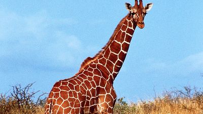 Giraffe standing in grass, Kenya.