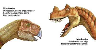 Two dinosaur heads showing feeding habits: meat eater ceratosaurus, plant eater psittacosaurus, dinosaurs