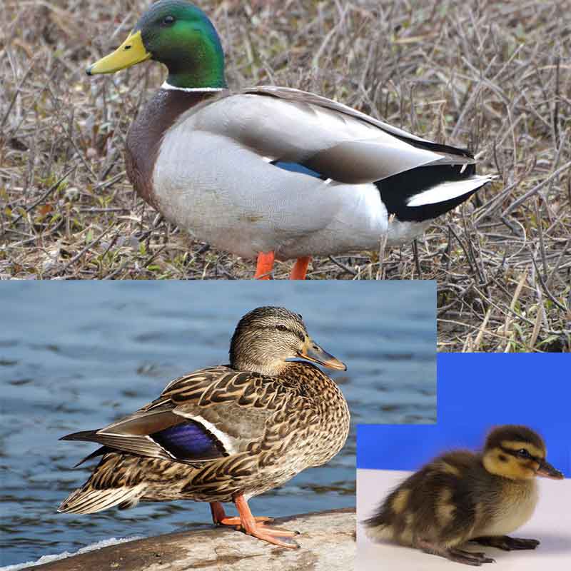 Mallard duck and duckling