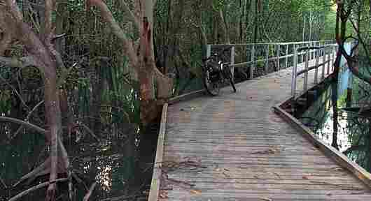 boardwalk through the mangroves high tide