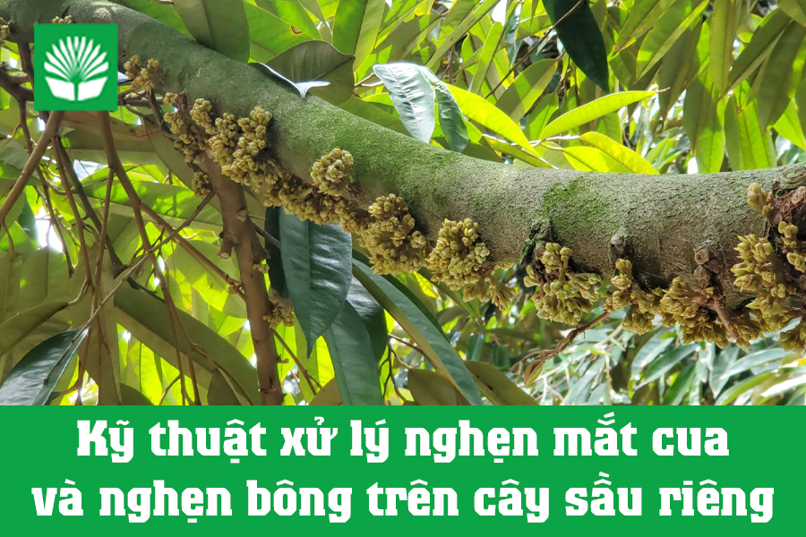 Kỹ thuật xử lý nghẹn mắt cua và nghẹn bông trên cây sầu riêng