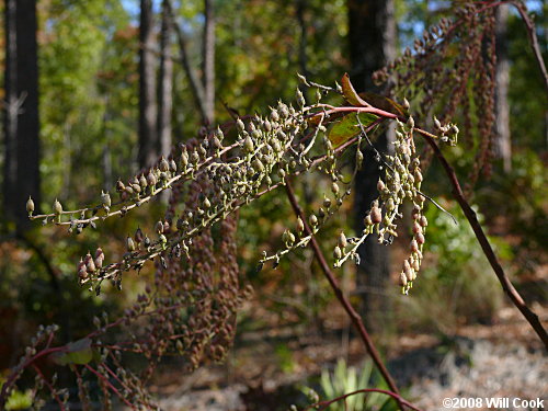 Sourwood (Oxydendrum arboreum)