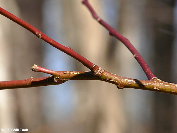 Sourwood (Oxydendrum arboreum) twigs