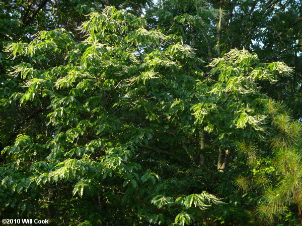 Sourwood (Oxydendrum arboreum)