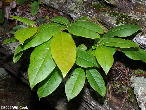 Sourwood (Oxydendrum arboreum)