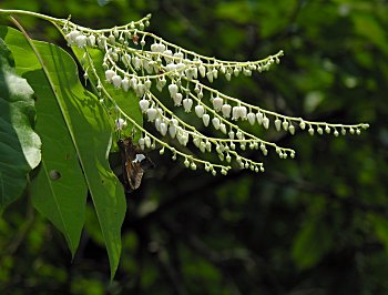 Sourwood (Oxydendrum arboreum)