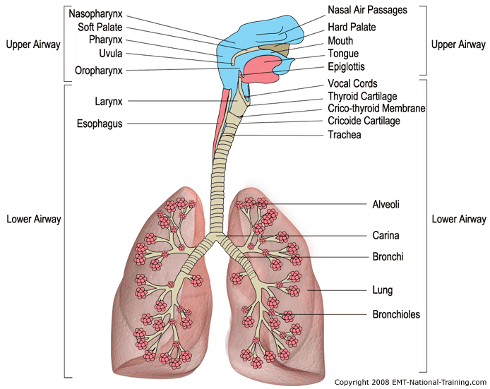 Upper and Lower Airway