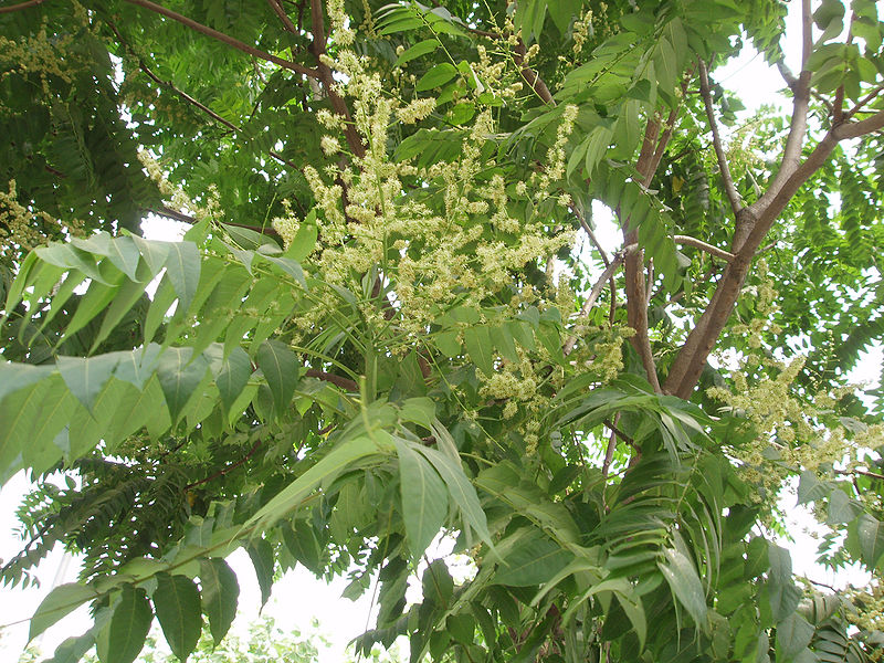 Àéëàíò âûñî÷àéøèé. Ailanthus altissima