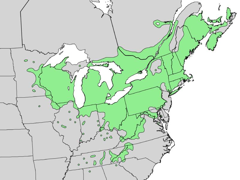 Ïðèðîäíûé àðåàë äåðåâà ñóìàõ îëåíåðîãèé. Range map of Rhus typhina — native to the Eastern U.S.