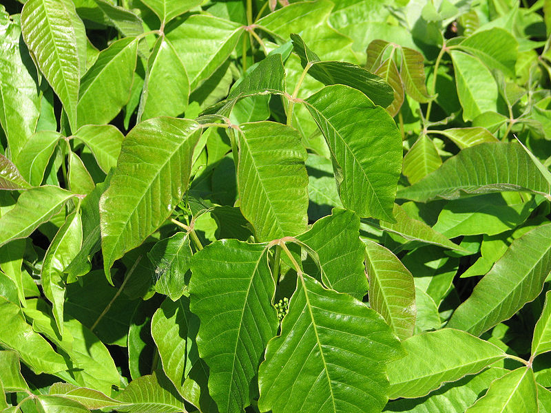 Òîêñèêîäåíäðîí óêîðåíÿþùèéñÿ (ïëþù ÿäîâèòûé). Toxicodendron radicans