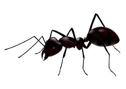 ant%20clipart%20