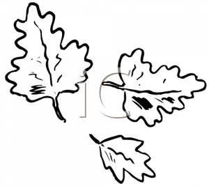 black%20and%20white%20oak%20tree%20clipart