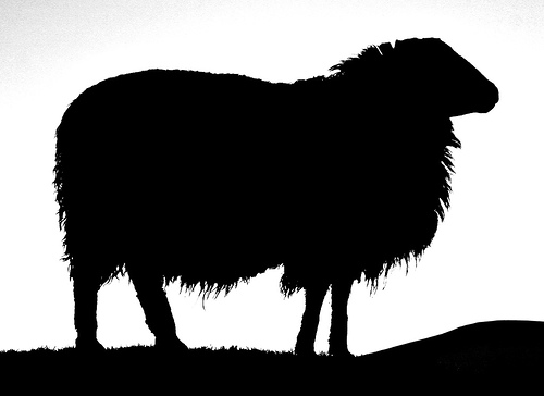 black%20sheep%20clipart