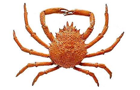 Crab Clipart