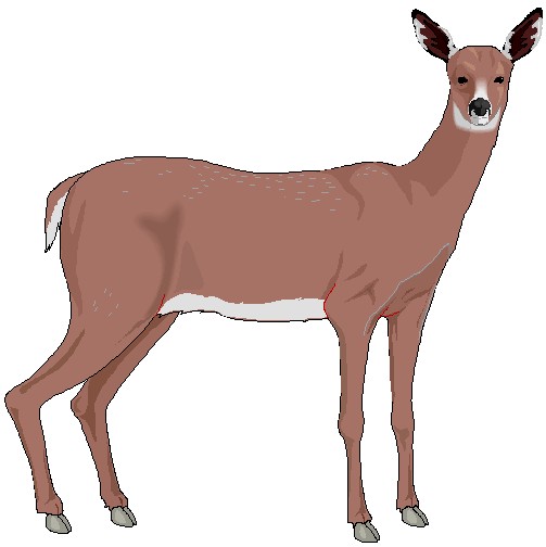 Deer Clip Art