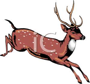 Deer Clip Art