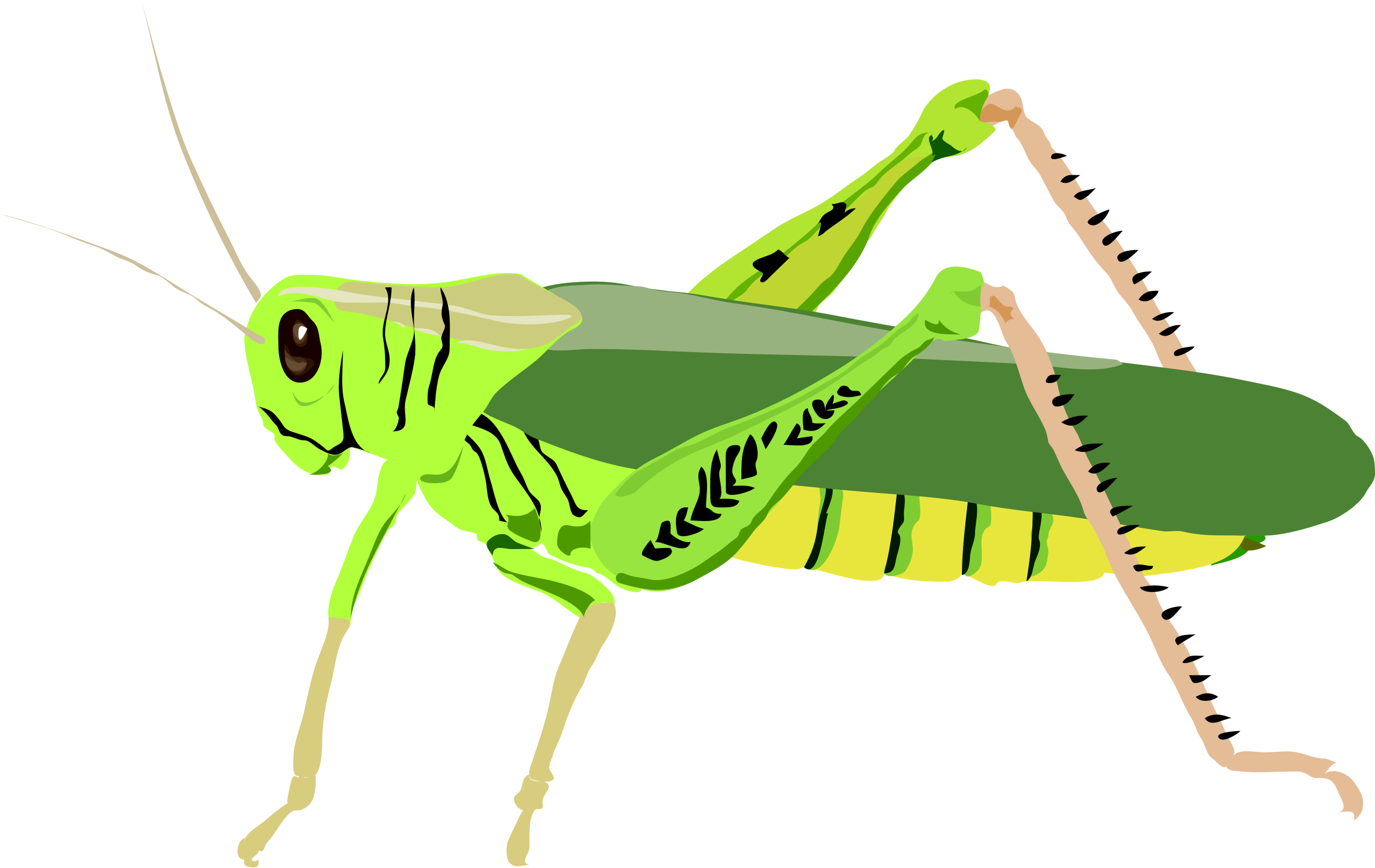 grasshopper%20silhouette