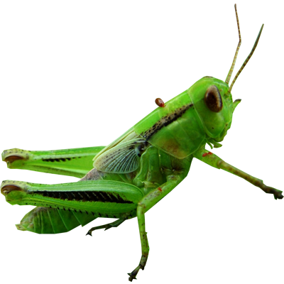 green%20grasshopper