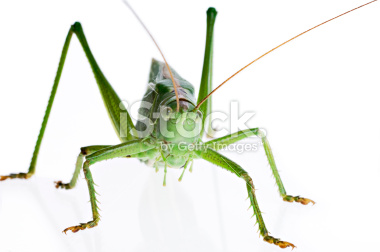 green%20grasshopper