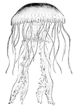 jellyfish%20clipart%20