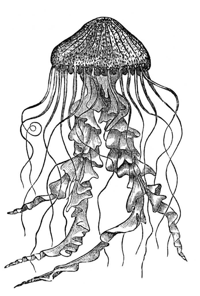 jellyfish%20clipart%20