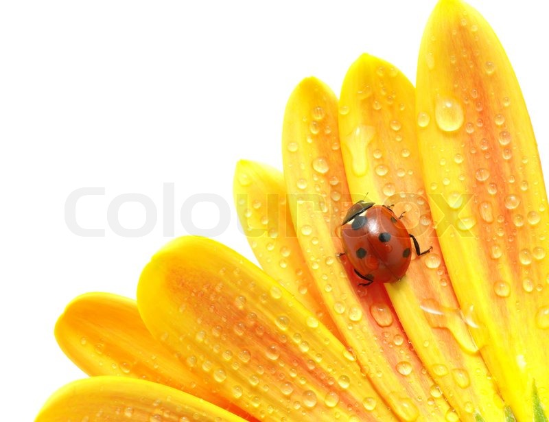 ladybug%20on%20flower