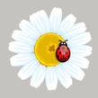 ladybug%20on%20flower