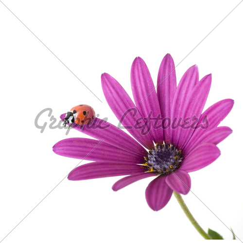 ladybug%20on%20flower