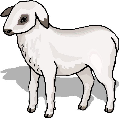 lamb clipart