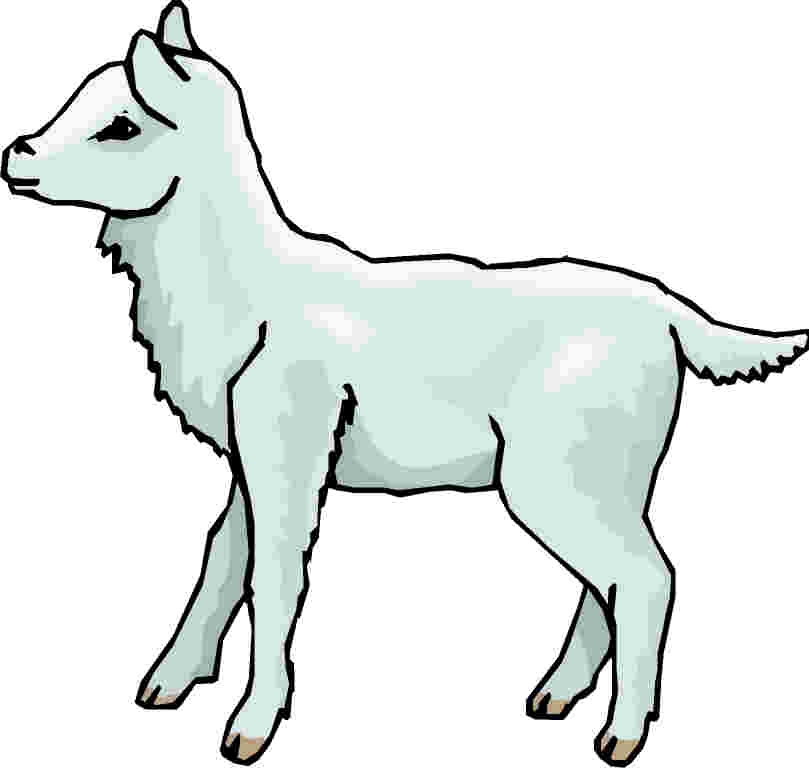 lamb clipart