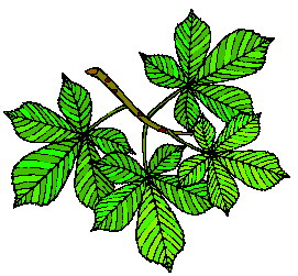 Leaves Clip Art