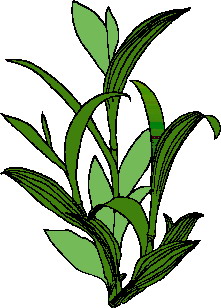 Leaves Clip Art