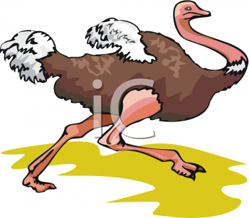 Ostrich Clipart