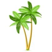 palm%20tree%20no%20background