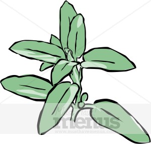 parsley%20clipart