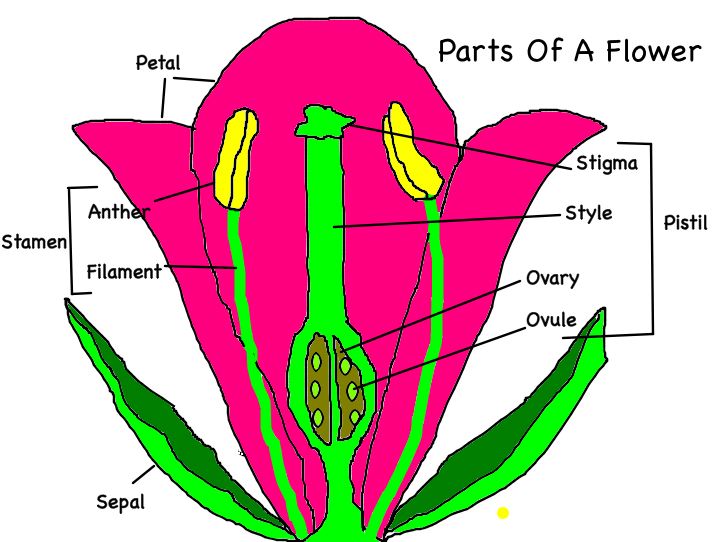 parts%20of%20a%20plant%20for%20kids