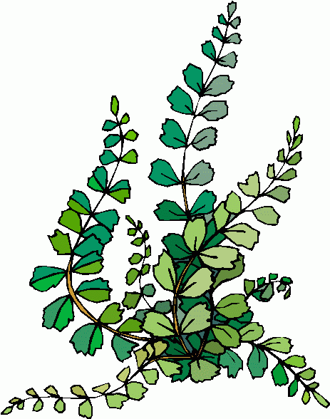 plant clipart