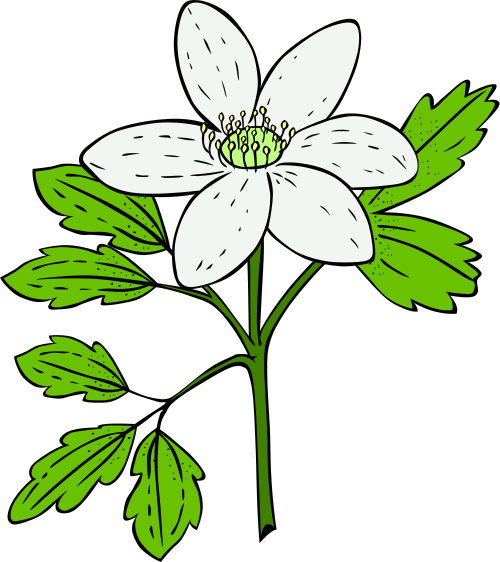 plant clipart