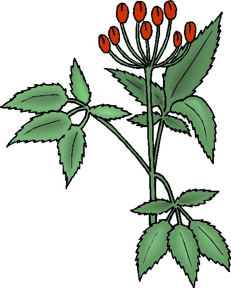 plant clipart