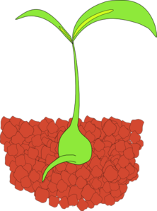 plant clipart