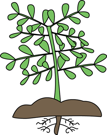 plant clipart