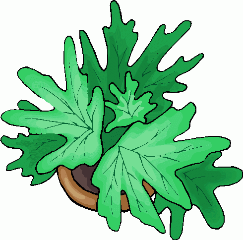 plant clipart