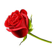 Red Rose Clip Art