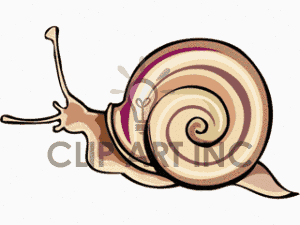 seashell clipart