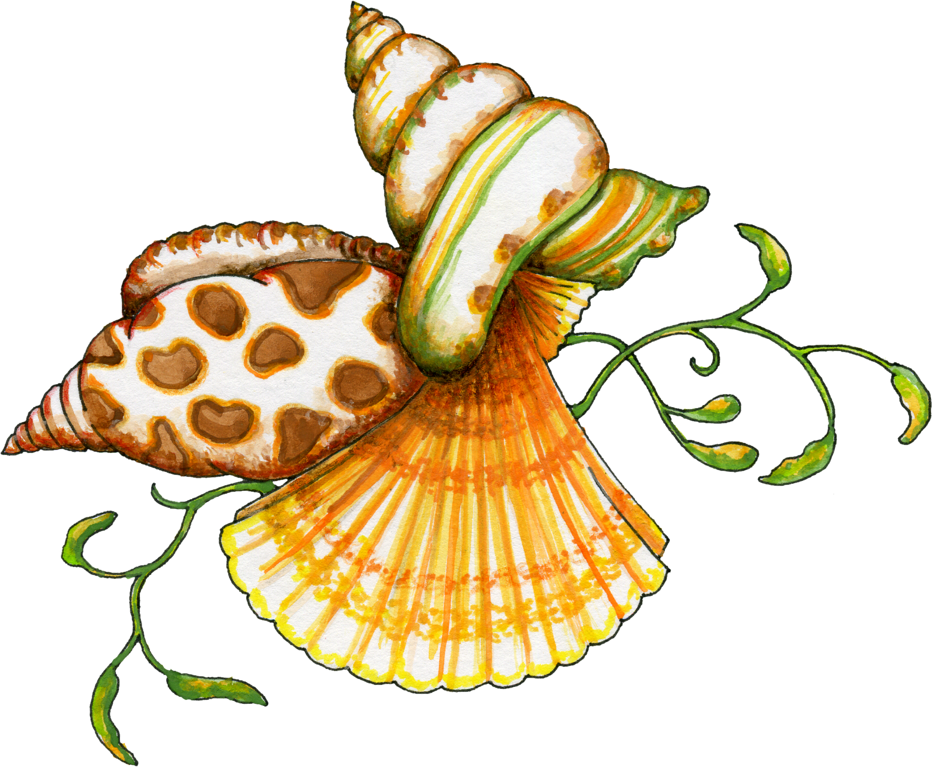 seashell clipart