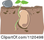 seed%20clipart