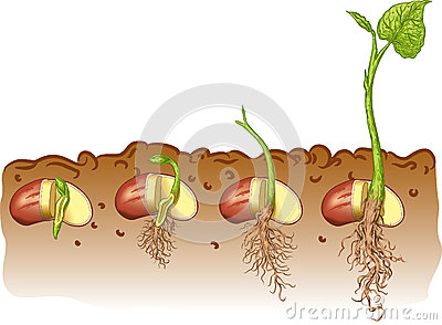 seed%20clipart